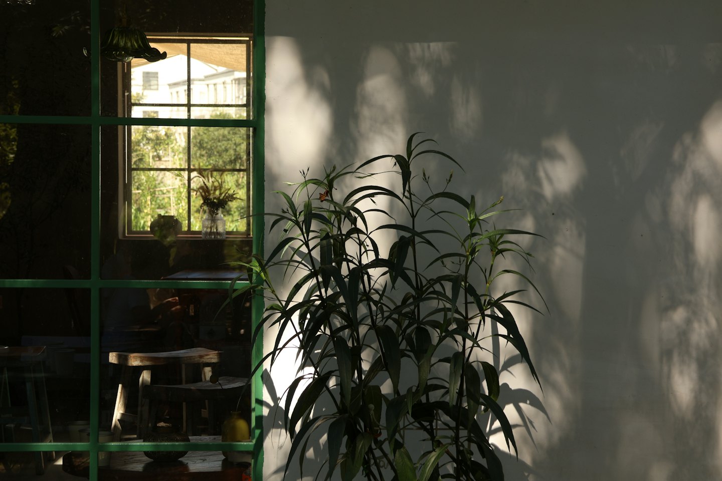 Eine grüne Blattpflanze steht neben einem sonnigen Fenster.